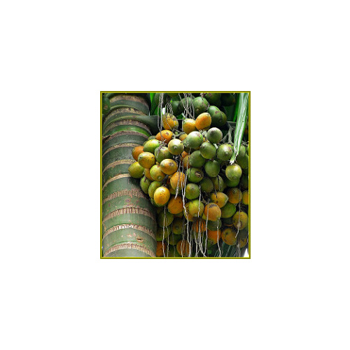 Betel Nut Palm 