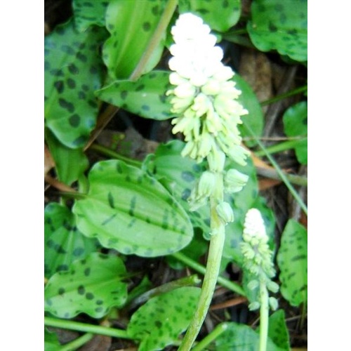 African Hostas Leporad Lily bulk buy