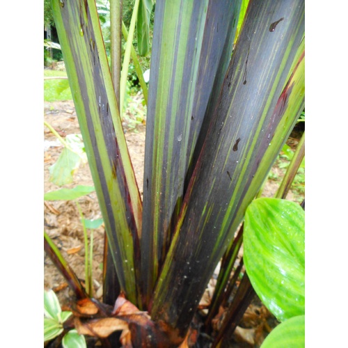 Samoan Black Taro "Snowball"