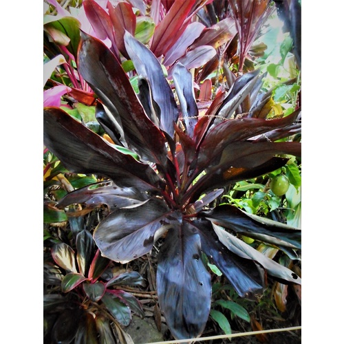 Darkest Hour Cordyline bulk buy
