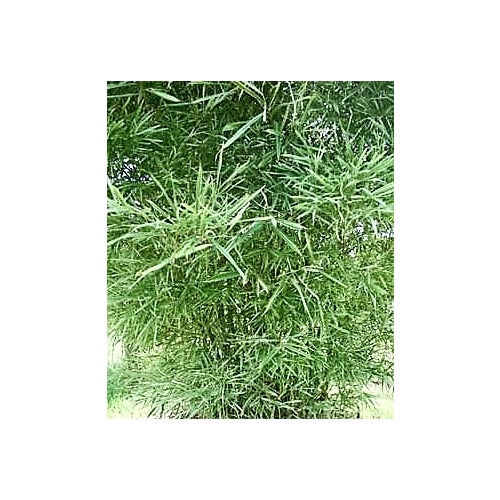 Variegated Malay Dwarf Bulk Buy