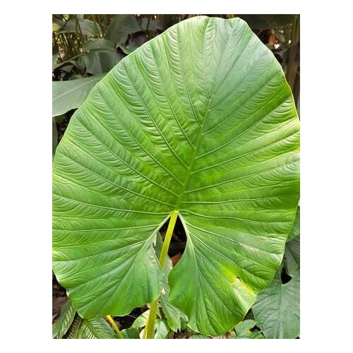 Alocasia alba