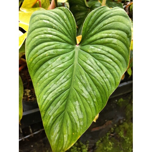 Philodendron mameii