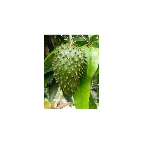 Soursop Guanabana Bulk Buy