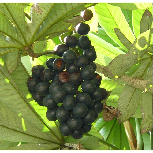 Amazon Tree Grape