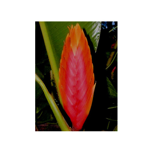 Heliconia Spear