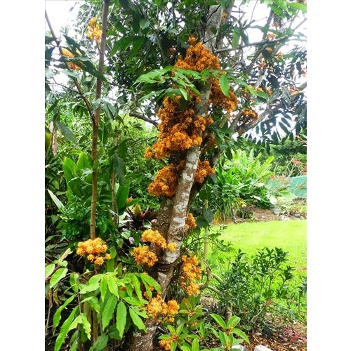 Orange Saraca Tree Bulk Buy 10