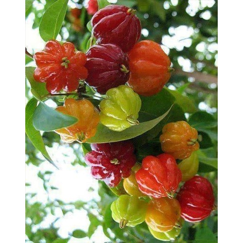 Brazil Cherry Bulk Buy x 10