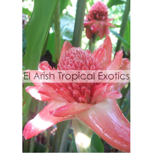 Torch Gingers x 3 Red, Helani and Darwin Frilly