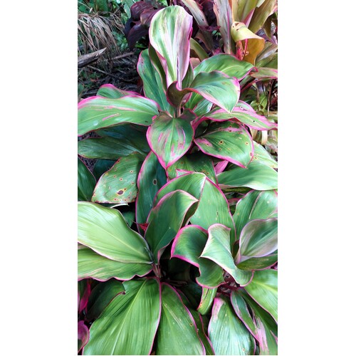 Cordyline "Twisted Sister"