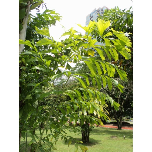 Clumping Fishtail Palm Bulk Buy
