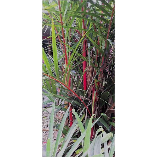 Lipstick Palm- Cyrtostachys renda larger size