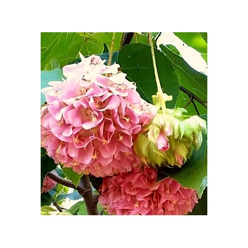 Dombeya wallichi