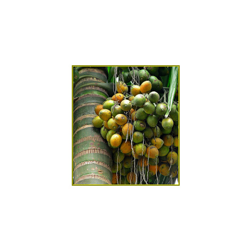 Betel Nut Palm10 barerooted palms