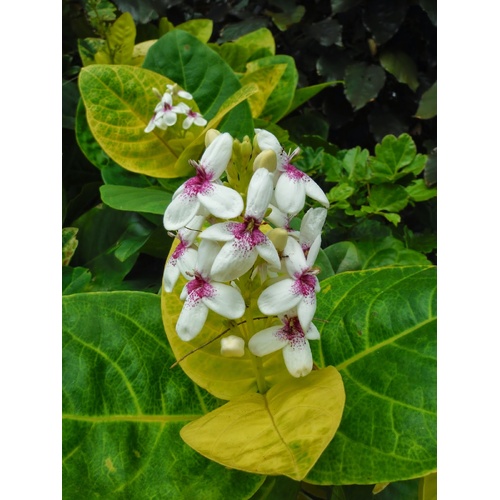 Pseuderanthemum carruthersii ‘Reticulatum’