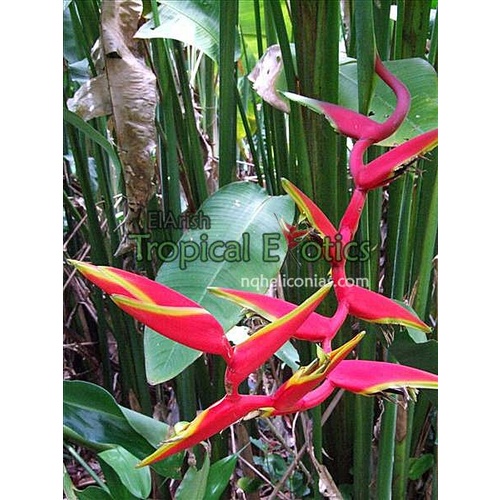  Heliconia Rauliniana