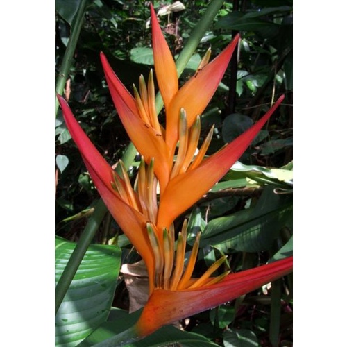  Tropifleur