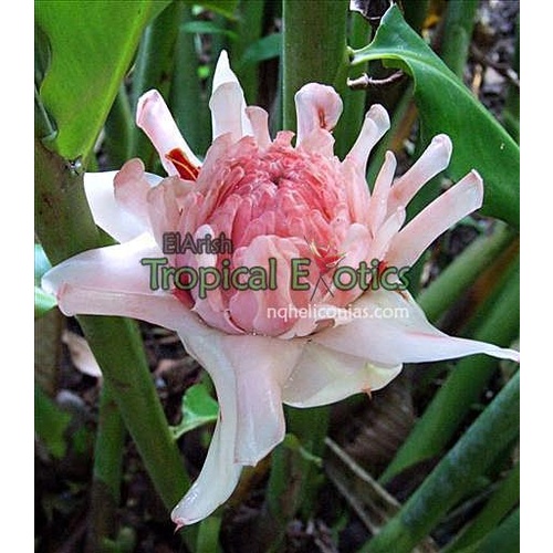 Thai White Torch Ginger