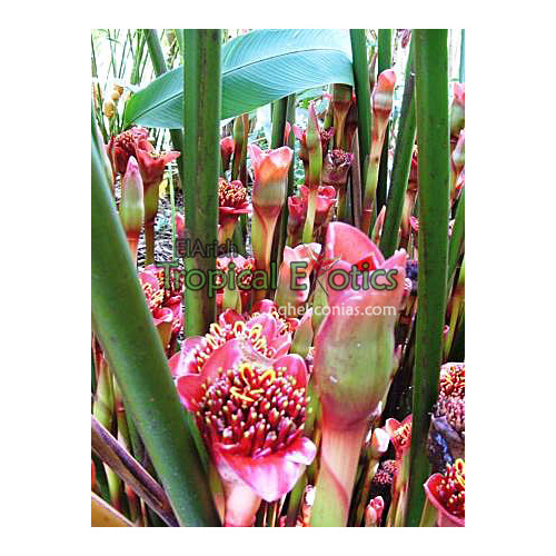  Orange Tulip Torch Ginger