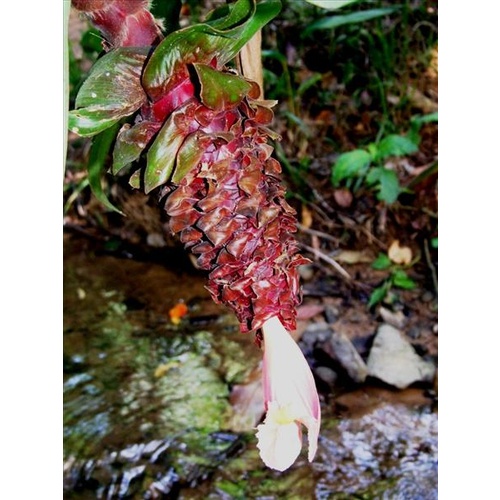 Costus asplundii 