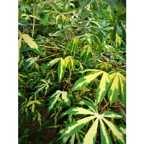 Variegated Cassava