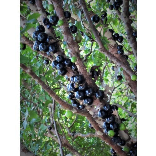 Jaboticaba