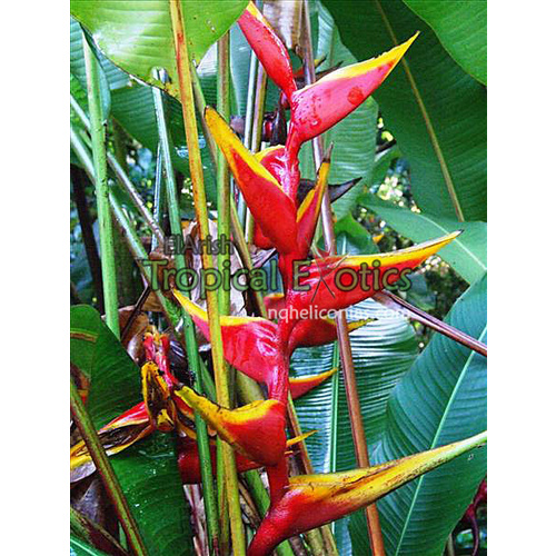 Heliconia Cinnamon Twist Bulk Buy