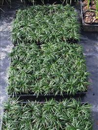 Groundcovers